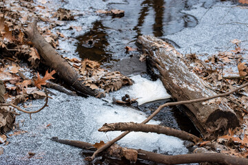 stump in the forest