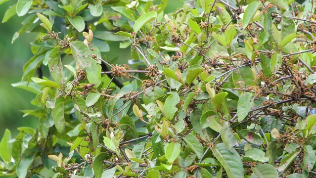 Loranthus plant shoots that stick to the top of the tree and sway in the wind