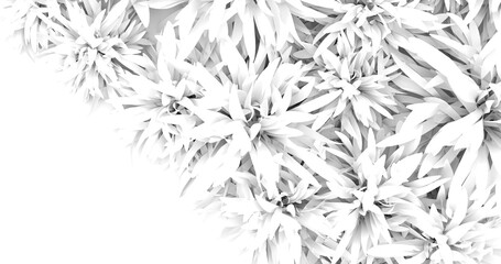ribbed plantain, plant, black and white, beautiful floral background, 3d rendering