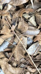 Pile of autumn leaves that have turned browned, texture.