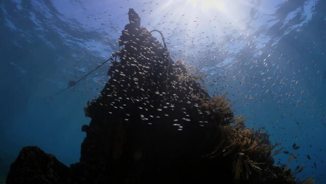 Japanese ship wreck. Amazing sea life of Amed, Bali, Indonesia.