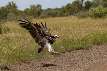 White headed vulture in the Kruger Park  Trigonoceps occipitalis