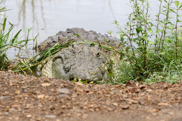 Kruger National Park, South Africa: Crocodylus niloticus, the Nile crocodile