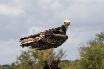 White headed vulture in the Kruger Park  Trigonoceps occipitalis