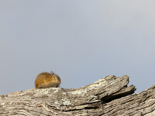 Sleepy squirrel in Kruger Park