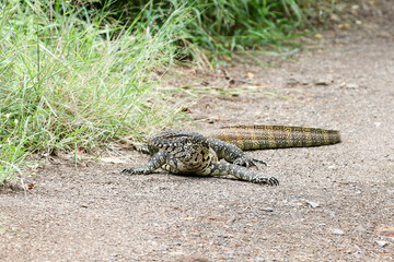 Fototapeta premium Kruger National Park, South Africa: Water monitor