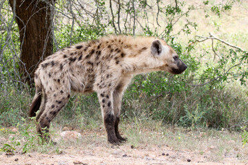 Spotted hyena (Crocuta crocuta) lying on the road, Kruger Park