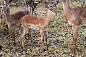 Kruger National Park, South Africa: impala, Aepyceros melampus