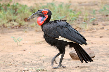 Kruger National Park, South Africa: Southern Ground hornbills, Bucorvus leadbeateri