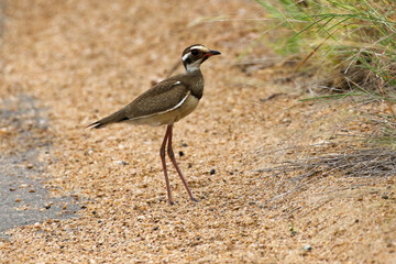 Rhinoptilus chalcopterus, the Bronze-winged Courser on a road in Kruger Park