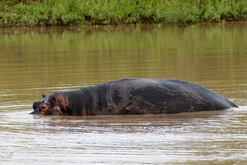Hippopotamus amphibius, a hippo emerges from Sable Dam in Kruger Park