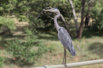 Grey Heron at Letaba Bridge in Kruger Park