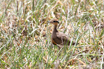 Temminck's courser (Cursorius temminckii) in Kruger park panting in summer heat
