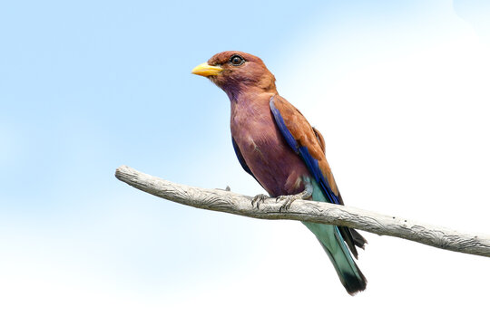 Broad-billed roller perched in dead tree