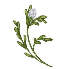 A composition of large unopened chamomile. Flowers, buds and leaves. On a white background. Design for natural cosmetics, aromatherapy, health products, textiles