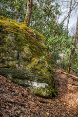 nature, moss, tree, forest, isolated, food, white, animal, leaf, grass, seafood, fishing, green, macro, plant, fresh, water, bird, wood