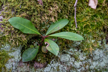 nature, moss, tree, forest, isolated, food, white, animal, leaf, grass, seafood, fishing, green, macro, plant, fresh, water, bird, wood