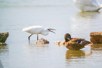 The small white heron or Little egret stands in the lake with fish in its beak.