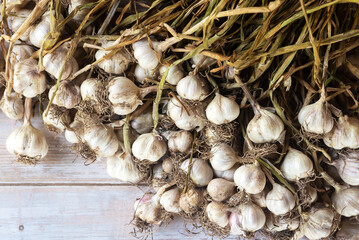 harvested bunch of garlic on wooden background