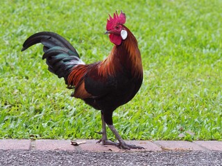 Red Junglefowl at Singapore Botanic Gardens