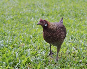 Female Red Junglefowl at Singapore Botanic Gardens
