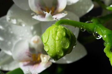 White orchid with waterdrops and black background. White orchid macro shot. Branch of beautiful...