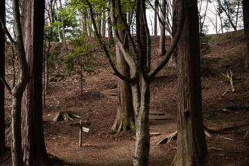 Quiet path to the ridge
