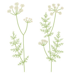 caraway, field flowers, meridian fennel , vector drawing wild plants at white background, floral elements, hand drawn botanical illustration