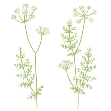 caraway, field flowers, meridian fennel , vector drawing wild plants at white background, floral elements, hand drawn botanical illustration