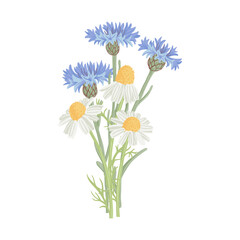 bouquet of blue cornflowers and wild chamomiles, field flowers, vector drawing wild plants at white background, floral elements, hand drawn botanical illustration