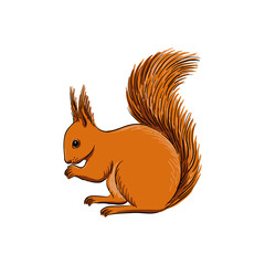 vector drawing sketch of animal, hand drawn squirrel, isolated nature design element