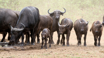 Obraz premium Cape Buffalo in Kruger National Park