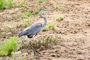 Ardea cinerea, Grey heron in Kruger National Park, Shingwedzi area