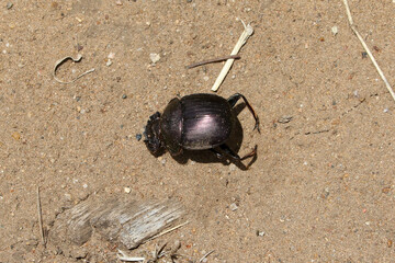 Dor beetle showing its beautifully coloured exoskeleton