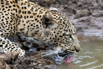 Fototapeta na wymiar Beautiful young leopard in northern Kruger Park