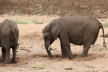African elephant (Loxodonta africana) Kruger National Park, SouthAfrica: digging for water in a dry riverbed