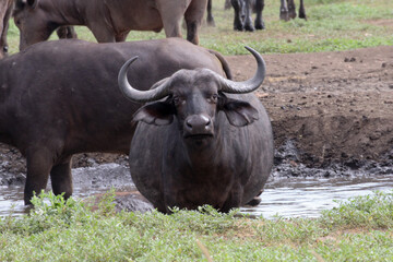 Naklejka premium Cape Buffalo in Kruger National Park