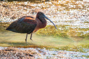 The glossy ibis, latin name Plegadis falcinellus, searching for food in the shallow lagoon.