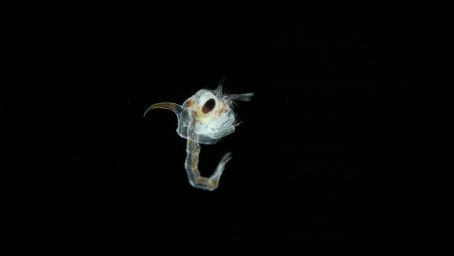 Crab larva- Zoea under a microscope, lives as a part of plankton, feeds on unicellular algae. Next stage-megalopa larva, soon sinks to bottom and becomes a small crab. Barents sea