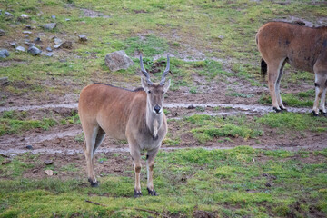 Common eland antelope multiple single close up background africa