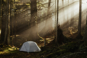 Tent in foggy forest with light rays