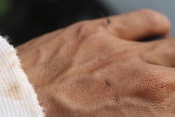 Fototapeta premium Mosquitoes are insect class animals belonging to the order Diptera (flies), and belonging to the Culicidae family; genera within this group include Anopheles, Culex, Psorophora, Ochlerotatus, Aedes, S