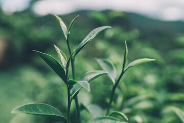 Fototapeta na wymiar Top of Green tea leaf in the morning, tea plantation