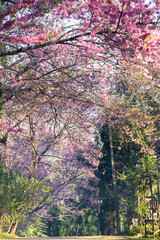 Closeup of Wild Himalayan Cherry (Prunus cerasoides) or thai sakura flower
