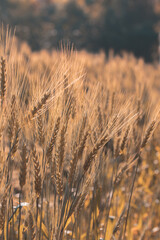 Closeup on golden wheat field or barley farming.
