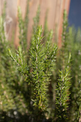 Fresh Rosemary Herb grow outdoor. Rosemary leaves Close-up.