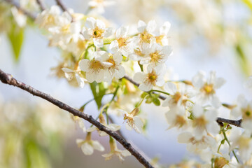 Blooming tree branch with white flowers close up in a sunny day.