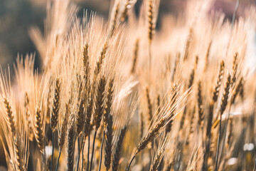 Closeup on golden wheat field or barley farming.
