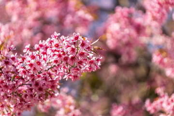 Closeup of Wild Himalayan Cherry (Prunus cerasoides) or thai sakura flower