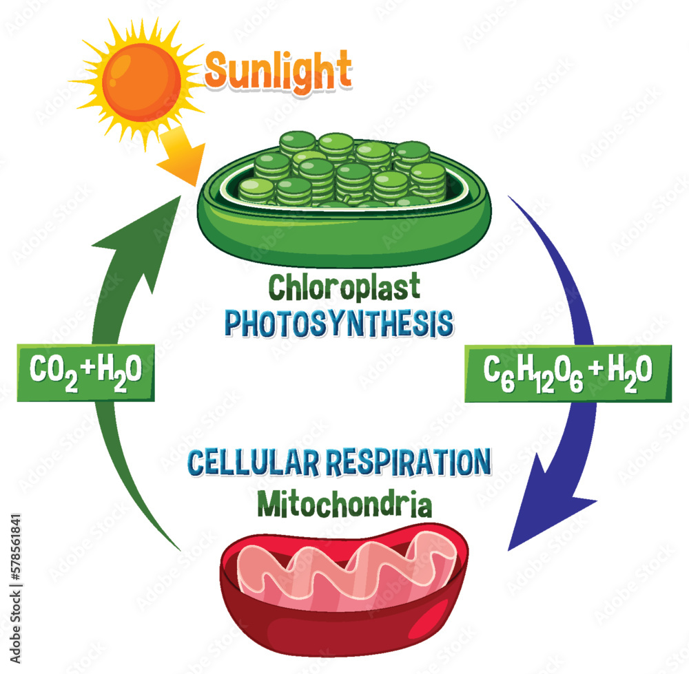 Wall mural photosynthesis and cellular respiration diagram